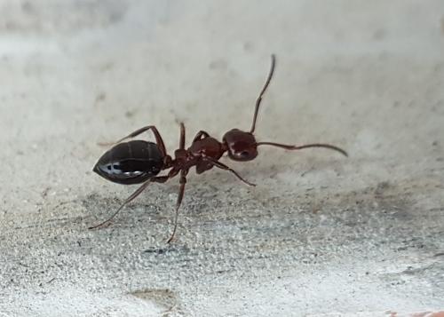 Réf. 223 740 : Camponotus lateralis